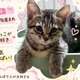 雑種