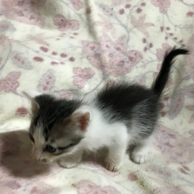 猫の里親募集】群馬県・雑種・白黒トラ オス 8月生まれ（ID:2209-00790