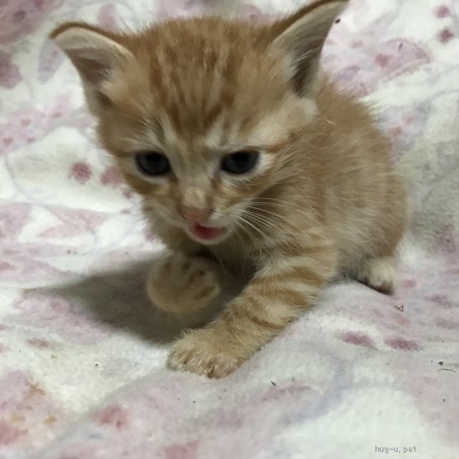 猫の里親募集】群馬県・雑種・茶トラ しっぽ長 オス 8月生まれ（ID