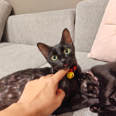 雑種