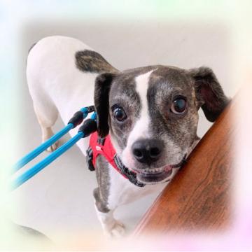 犬 山形県の里親募集一覧 ハグー みんなのペット里親情報