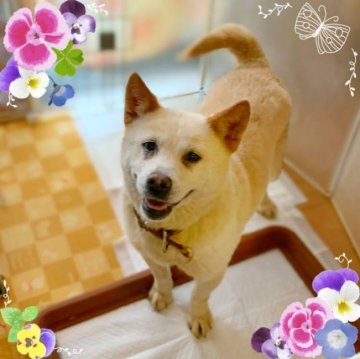 犬 秋田県 雑種の里親募集一覧 ハグー みんなのペット里親情報