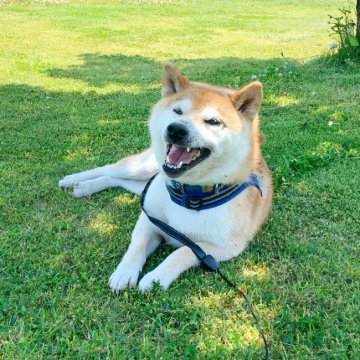 犬 山形県 柴犬の里親募集一覧 ハグー みんなのペット里親情報