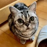 アメリカンショートヘア