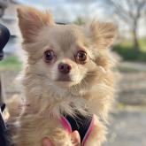 チワワ(ロング)