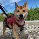 柴犬