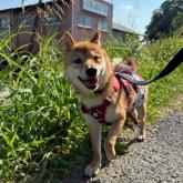柴犬