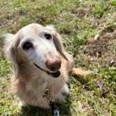 ミニチュアダックスフンド(ロング)