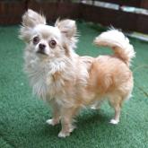 チワワ(ロング)