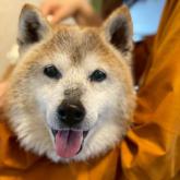 柴犬