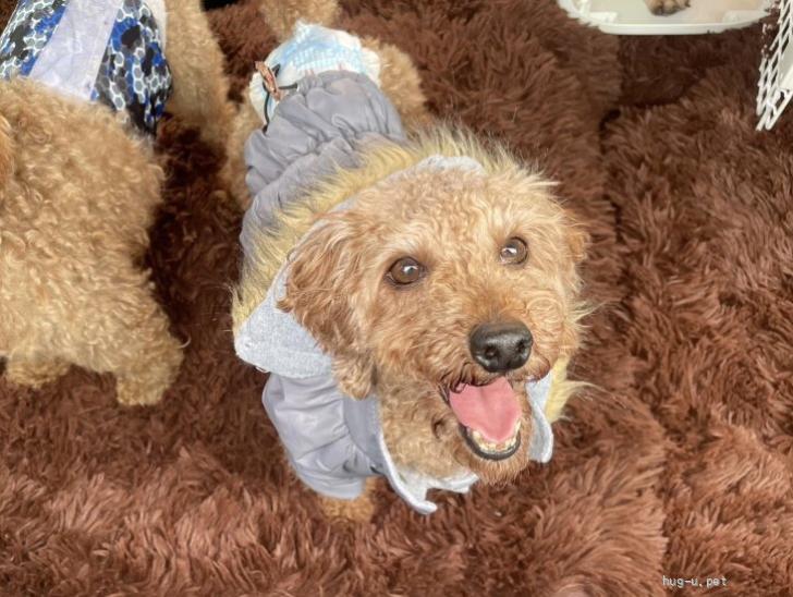 犬の里親募集】奈良県・トイプードル・元気いっぱい！性格はなまる