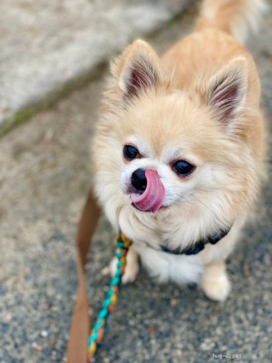 犬の里親募集】奈良県・チワワ(ロング)・マイペースなお嬢様チワワ