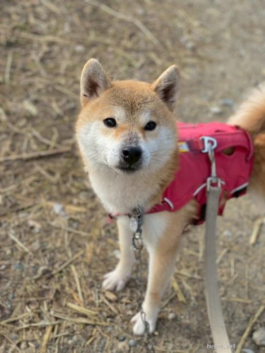 犬の里親募集】奈良県・柴犬・最初はそっと、慣れると甘えた♡小柄な