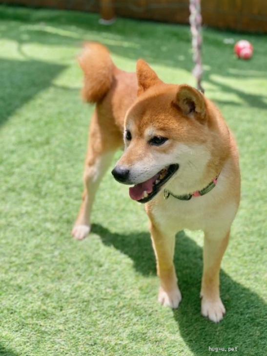 犬の里親募集】奈良県・柴犬・シャイと思いきや超甘えたな柴犬くん（ID
