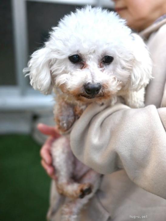 犬の里親募集】奈良県・トイプードル・朗らかで遊び好き♡小柄な白