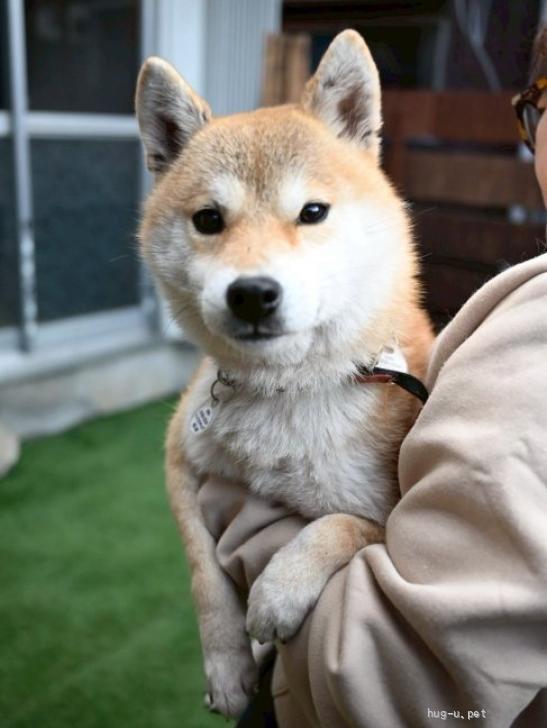 犬の里親募集】奈良県・柴犬・最初はそっと、慣れると甘えた♡小柄な