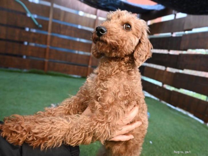 犬の里親募集】奈良県・トイプードル・元気いっぱい！性格はなまる