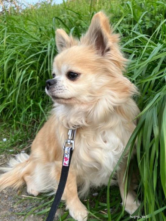 犬の里親募集】奈良県・チワワ(ロング)・マイペースなお嬢様チワワ