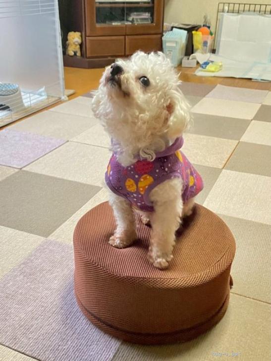 犬の里親募集】奈良県・トイプードル・朗らかで遊び好き♡小柄な白