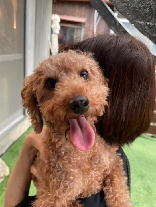 犬の里親募集】奈良県・トイプードル・元気いっぱい！性格はなまる