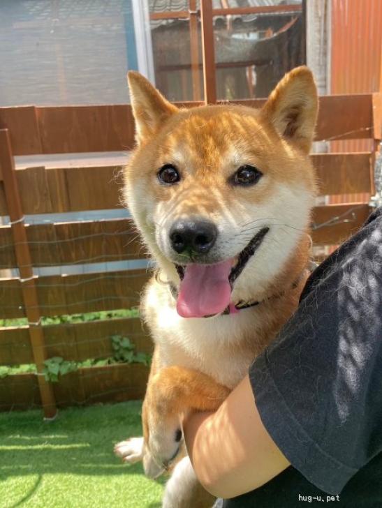 犬の里親募集】奈良県・柴犬・シャイと思いきや超甘えたな柴犬くん（ID