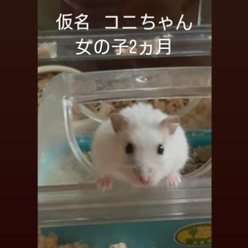 小動物の里親募集】静岡県・ウサギ・ネザーランドドワーフチョコレートオター5歳の女の子（ID:2402-00945）｜ハグー -みんなのペット里親情報