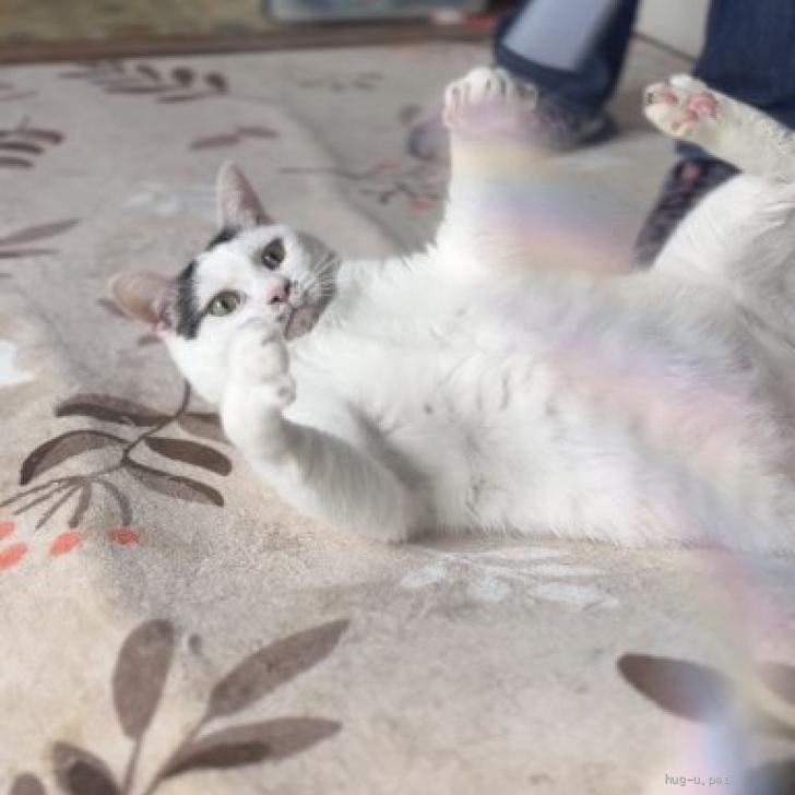 猫の里親募集】栃木県・雑種・やんちゃだけど寂しがりや屋なあいくん