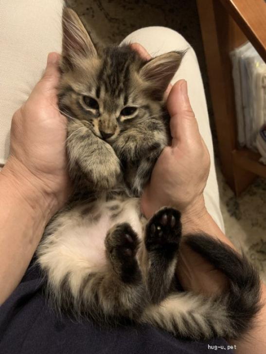 猫の里親募集】香川県・雑種・キジトラ半長毛 おっとりした愛らしい