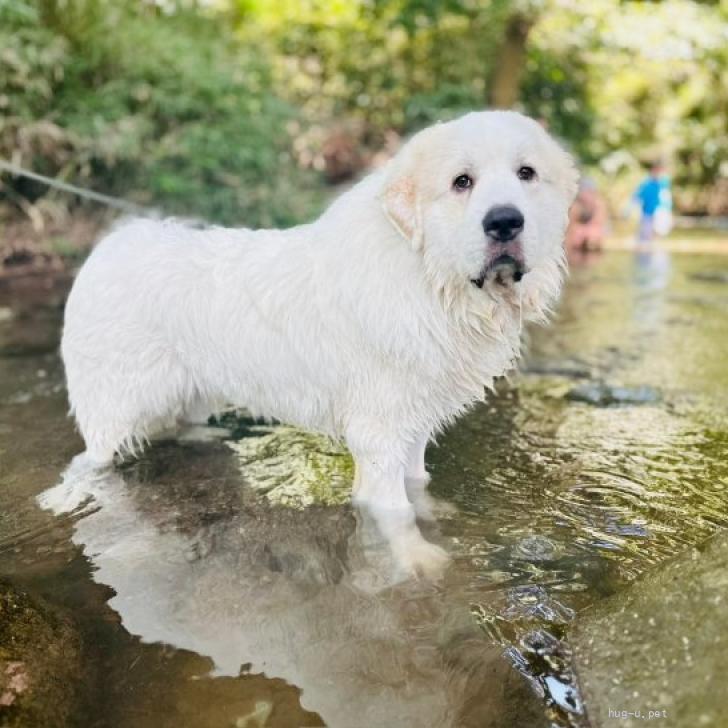 犬の里親募集】神奈川県・グレートピレニーズ・【チャンピオン血統