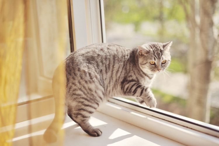 今は室内飼いが常識！ 犬・猫を室内飼育するためのポイント