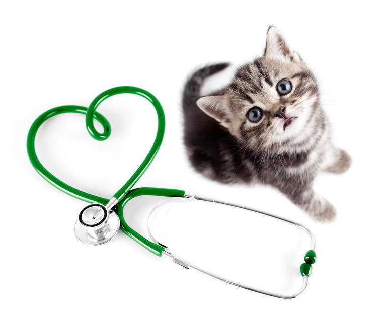 医療と猫