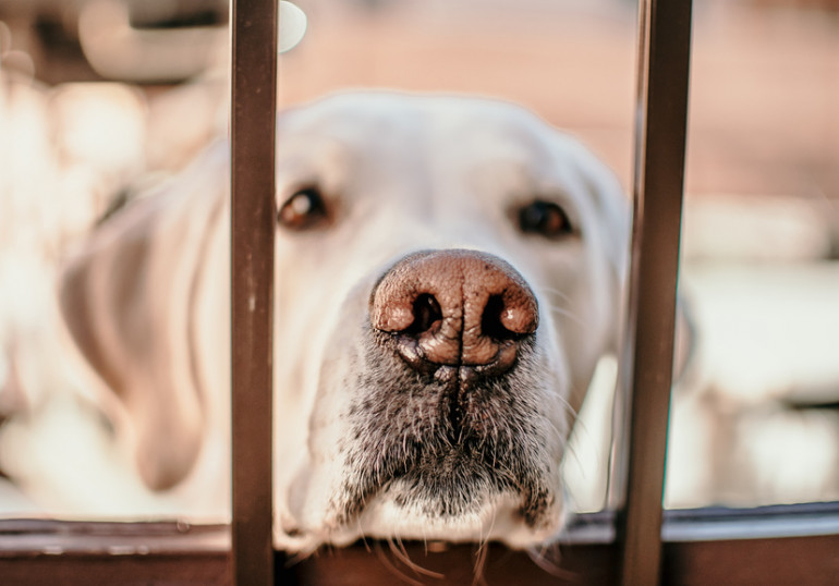 保護犬・保護猫の譲渡にかかる費用は？ 医療費や譲渡費用を請求される 