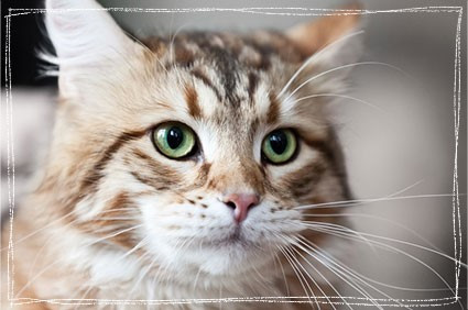 猫好き必見！こだわりで探す猫ちゃん特集！｜ハグー