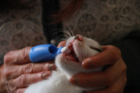 【獣医師×保護活動者】猫に「歯みがき」していますか？（対談編）