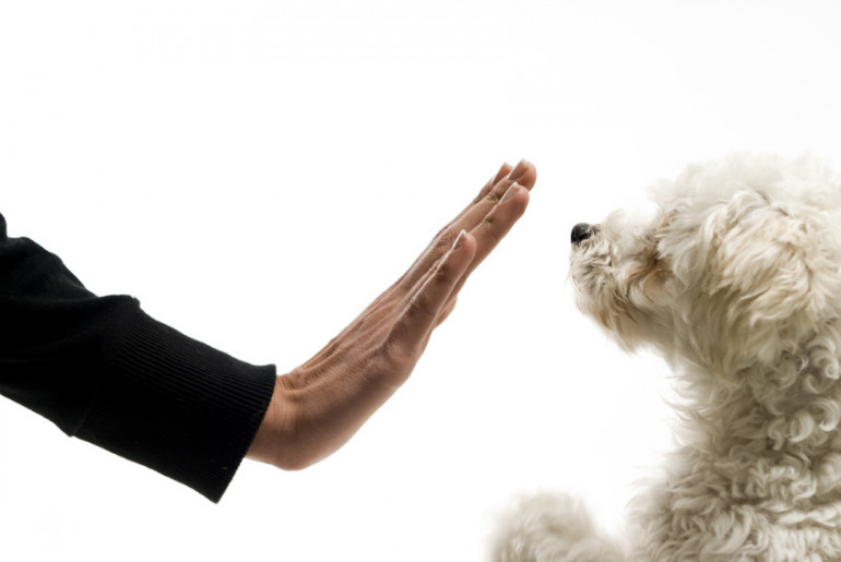 しつけ中の犬