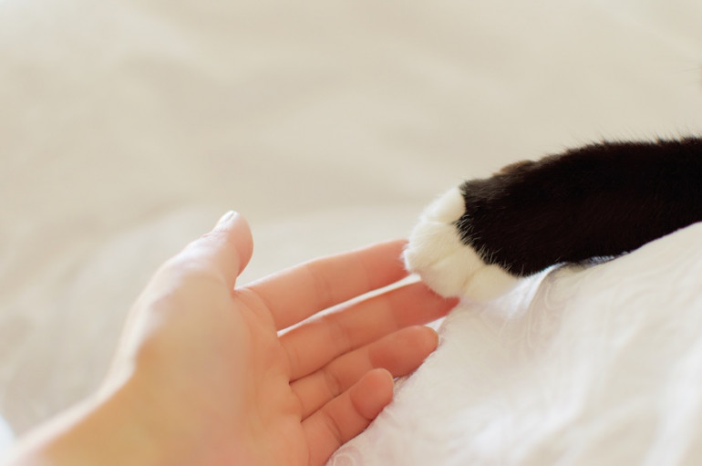 猫と人の握手