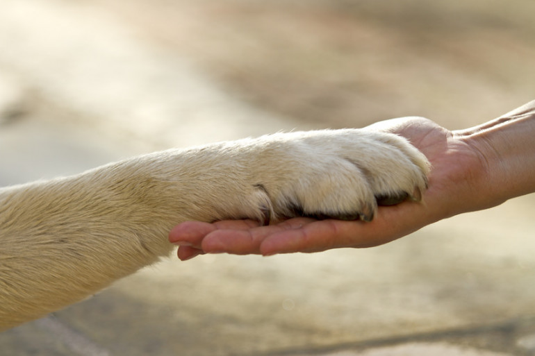犬と人が握手をしている