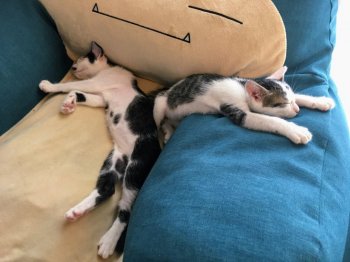 ハグー｜保護活動者：富士見さくらねこ応援団(埼玉県富士見市)