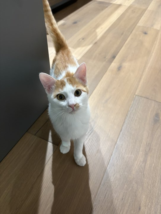チョロ