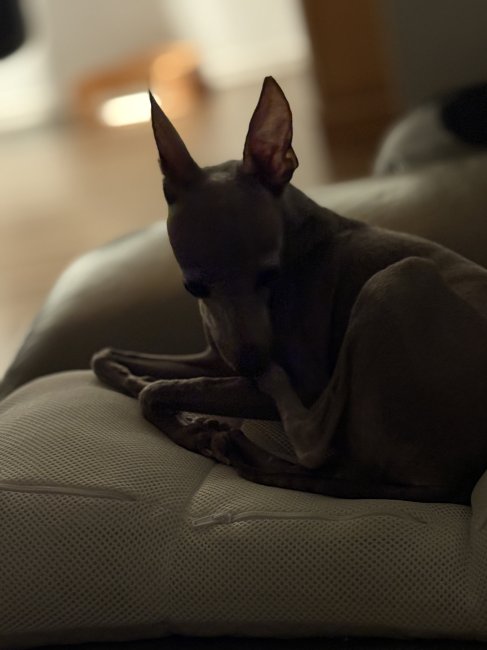 ティート改め”べに”