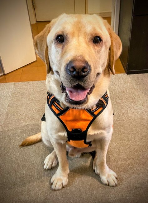 元名：テディ　新名：Qたろう