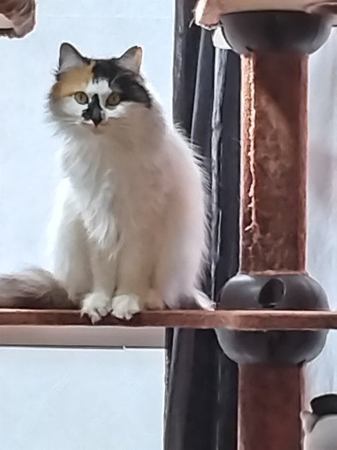 しろみ