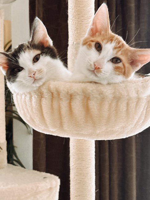 りく、りんちゃん