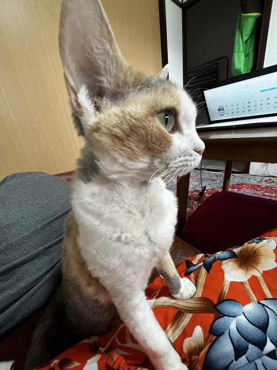 モモ