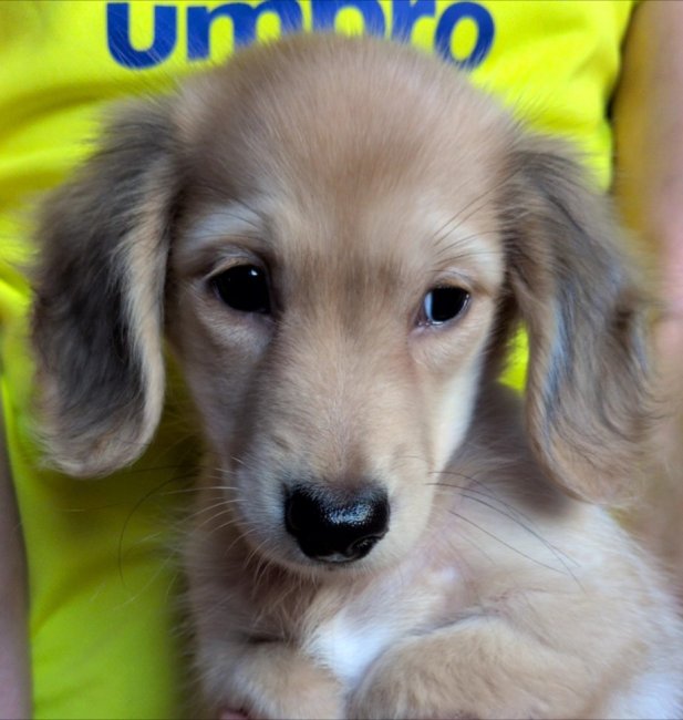 雀歩(ジャンボ)