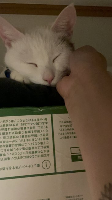 うどん