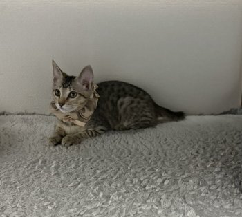 しゅがーちゃん