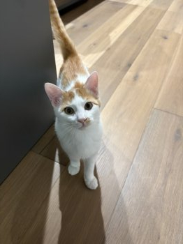 チョロくん