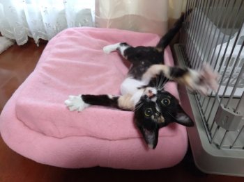 ヴィトンちゃん
