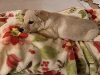 ピースちゃん